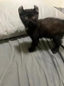 Adorable Kittens Available for Reservation - Photo 3