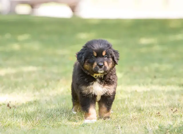 Bernefie Puppies