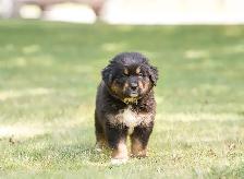 Bernefie Puppies