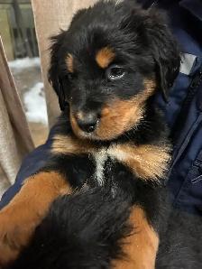 Bernefie Puppies - Photo 2