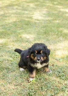 Bernefie Puppies - Photo 3