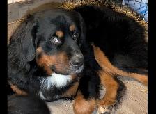 Bernefie Puppies - Photo 4
