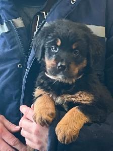 Bernefie Puppies - Photo 5