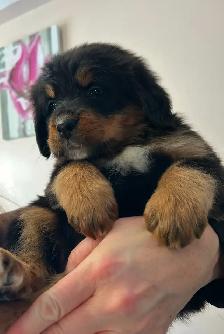 Bernefie Puppies - Photo 6