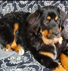 Bernefie Puppies - Photo 7