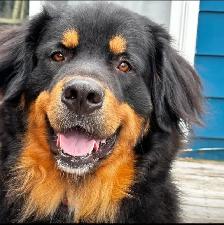 Bernefie Puppies - Photo 8