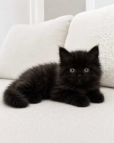 Chaton Siberien hypoallergene - Photo 2