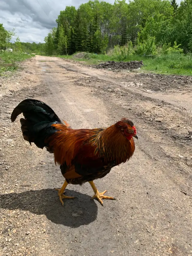 roosters for free