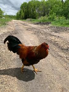 roosters for free
