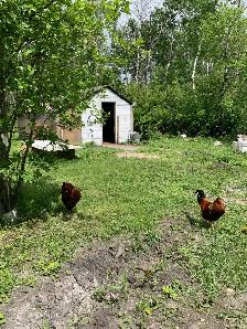 roosters for free - Photo 2