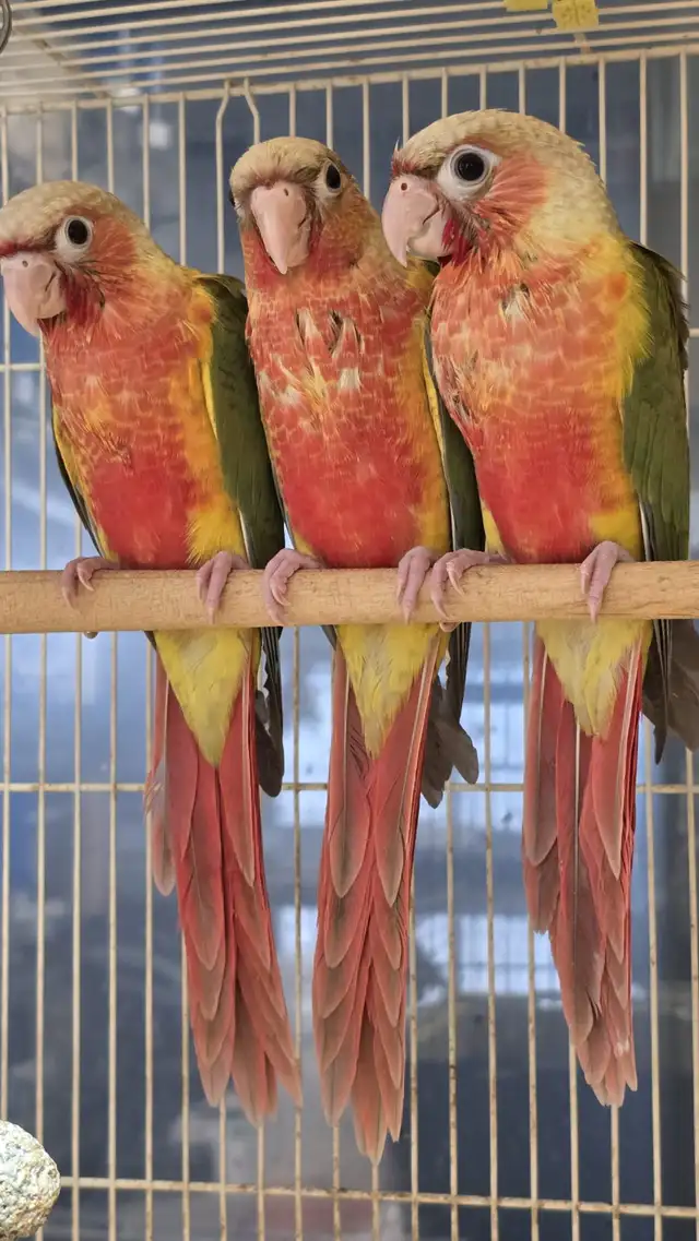 heavy red conures
