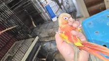 heavy red conures - Photo 3
