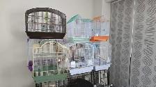 heavy red conures - Photo 5