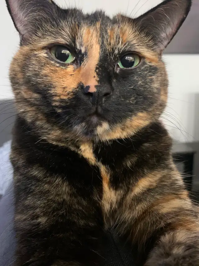 Female 10 year old tortoiseshell cat for rehoming