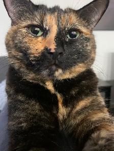Female 10 year old tortoiseshell cat for rehoming