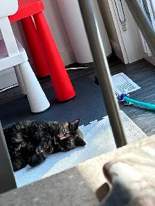 Female 10 year old tortoiseshell cat for rehoming - Photo 2
