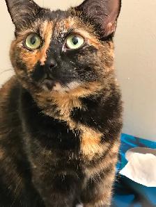 Female 10 year old tortoiseshell cat for rehoming - Photo 3