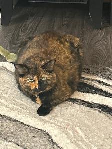 Female 10 year old tortoiseshell cat for rehoming - Photo 4