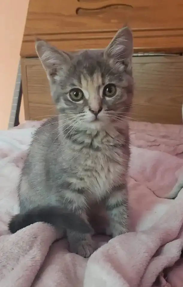 chatonne avec kit 40$