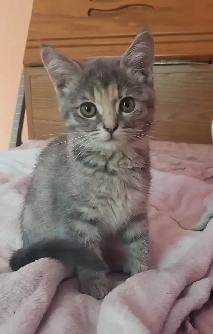 chatonne avec kit 40$