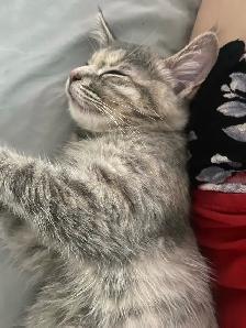 chatonne avec kit 40$ - Photo 2