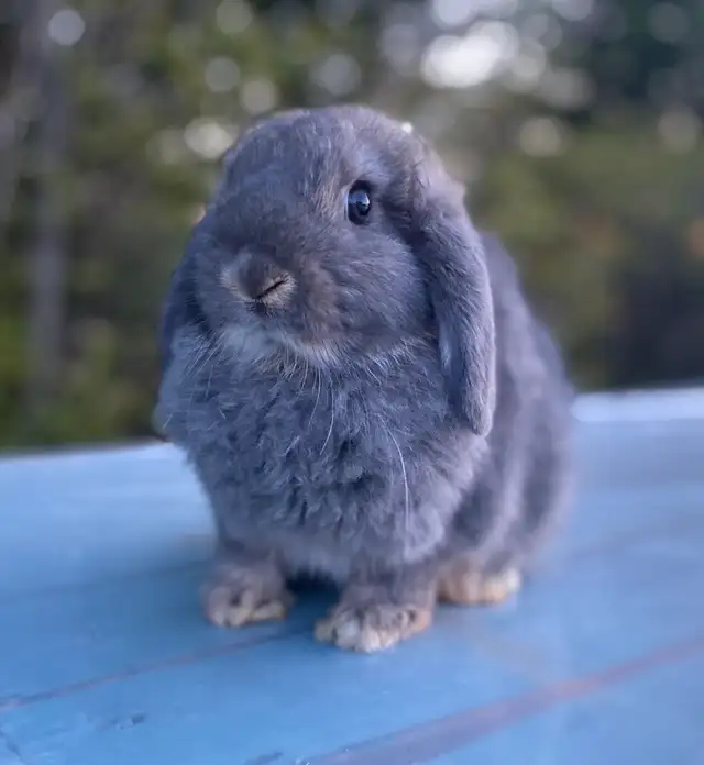 Sweet Holland Lop Buck