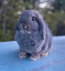 Sweet Holland Lop Buck