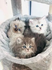 Chatons Himalayen-Perse