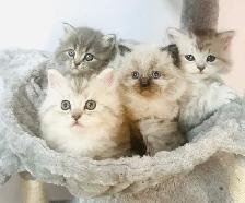 Chatons Himalayen-Perse - Photo 2