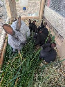 Champagne D'argent rabbits - Photo 2