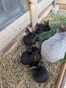Champagne D'argent rabbits - Photo 3