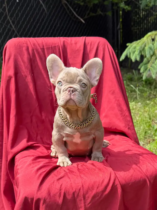 FRENCH BULLDOG PUPPIES