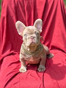FRENCH BULLDOG PUPPIES - Photo 2