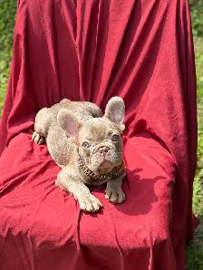 FRENCH BULLDOG PUPPIES - Photo 3