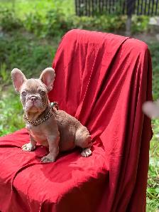 FRENCH BULLDOG PUPPIES - Photo 4