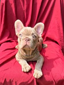 FRENCH BULLDOG PUPPIES - Photo 5