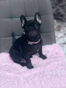 FRENCH BULLDOG PUPPIES - Photo 6