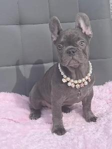 FRENCH BULLDOG PUPPIES - Photo 7