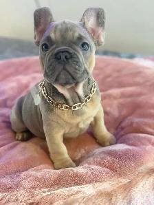 FRENCH BULLDOG PUPPIES - Photo 8