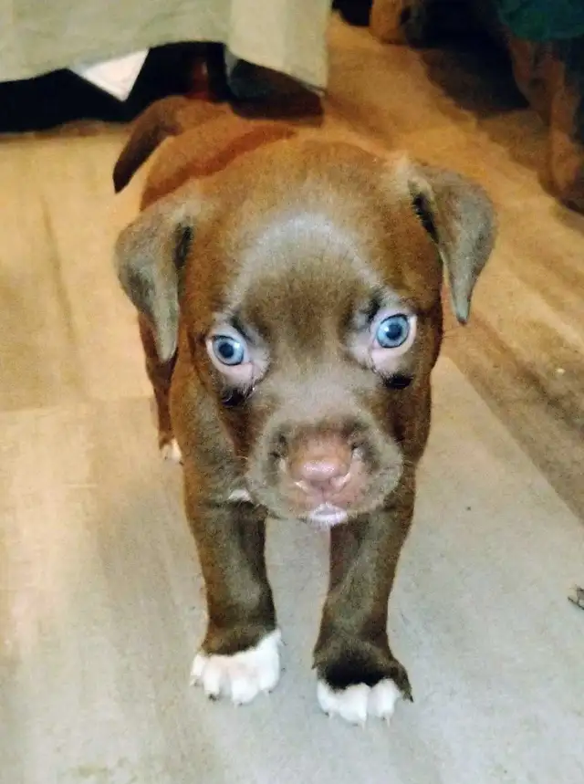 Texas Red Nose American Pit Bull Puppy