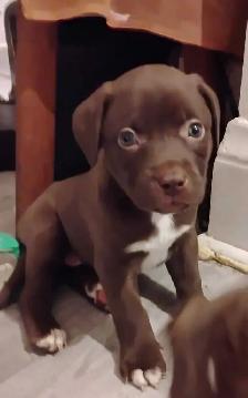 Texas Red Nose American Pit Bull Puppy - Photo 2