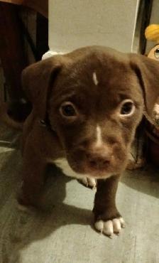 Texas Red Nose American Pit Bull Puppy - Photo 3