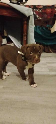 Texas Red Nose American Pit Bull Puppy - Photo 4