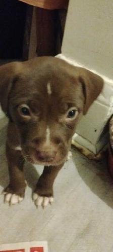 Texas Red Nose American Pit Bull Puppy - Photo 5