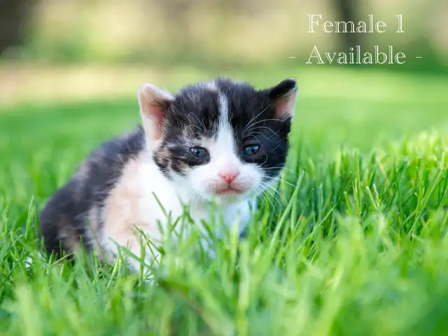 Cute Kittens for Sale! 2 Female Reservations Available!