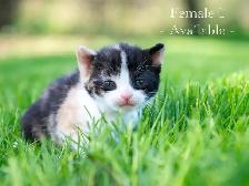 Cute Kittens for Sale! 2 Female Reservations Available!