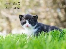 Cute Kittens for Sale! 2 Female Reservations Available! - Photo 2