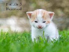 Cute Kittens for Sale! 2 Female Reservations Available! - Photo 3