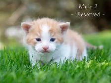Cute Kittens for Sale! 2 Female Reservations Available! - Photo 6