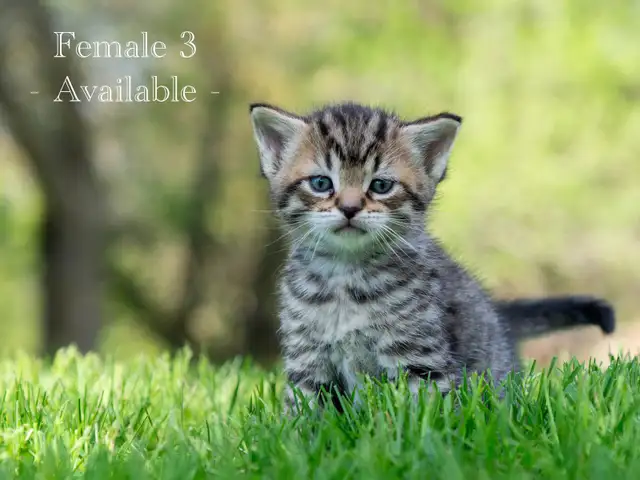 Adorable Kittens for Sale! 2 Female Reservations Available!